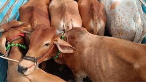 Cattle Smuggling Suspect Injured in Police Firing During Puttur Chase