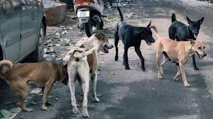 Animal rights activists protest after dozens of stray dogs were allegedly poisoned to death in Yacharam village near Hyderabad.