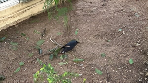 H5N1 Outbreak in Chennai: Hundreds of Crows Found Dead, Government Issues Advisory