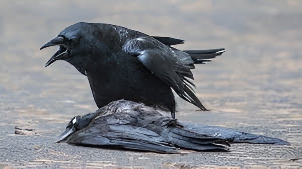 Bird Flu Alert in Tamil Nadu After Crow Deaths; State Issues Advisory