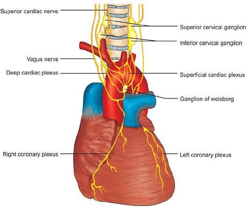 Heart's 'Little Brain' Found to Control Heartbeat and Protect Against Stress, Study Reveals