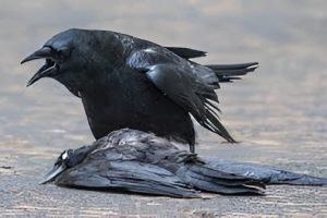 Bird Flu Alert in Tamil Nadu After Crow Deaths; State Issues Advisory