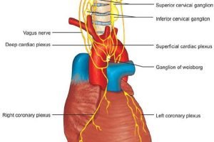 Heart's 'Little Brain' Found to Control Heartbeat and Protect Against Stress, Study Reveals